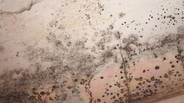 Mold Documentation for Insurance Claims